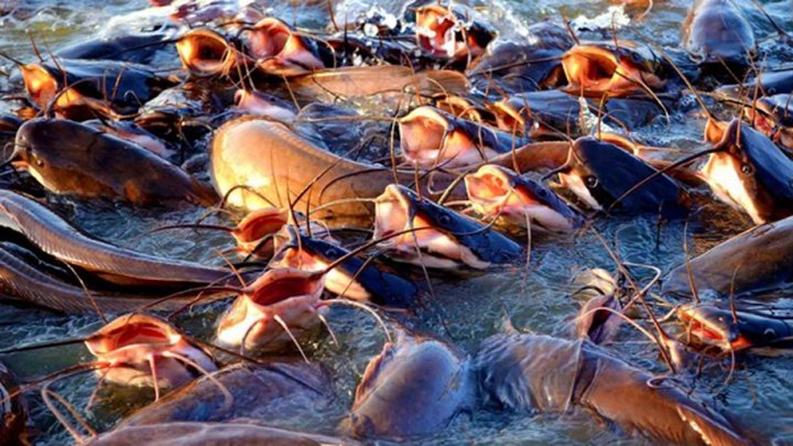 Catfish feed production formula and process details